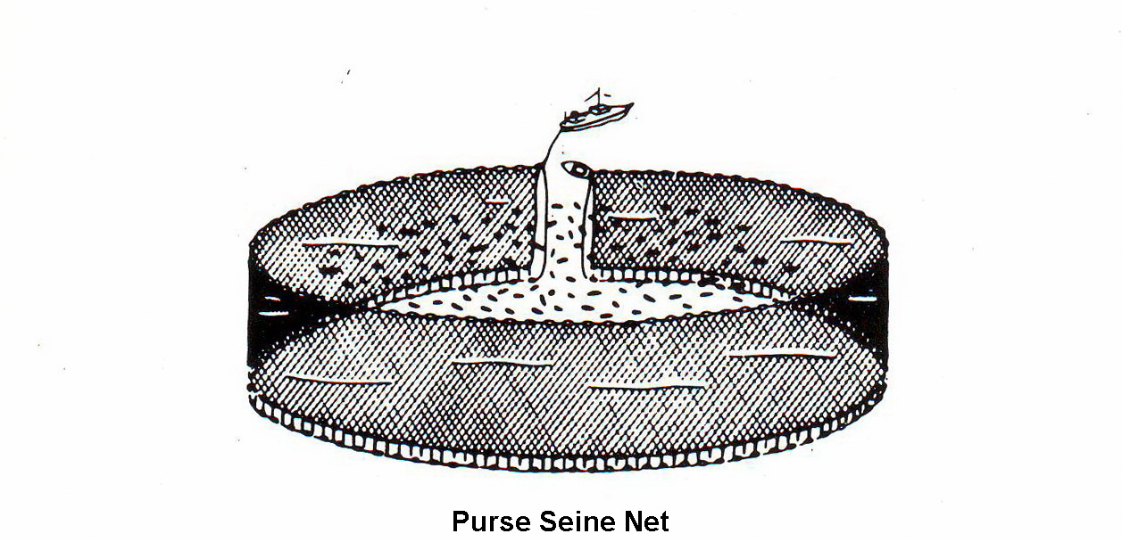 Purse Seine